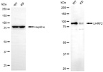 UHRF2 Antibody in Western Blot (WB)