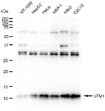 UFM1 Antibody in Western Blot (WB)