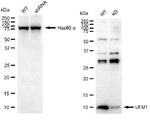 UFM1 Antibody in Western Blot (WB)