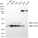 UCH37 Antibody in Western Blot (WB)