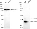 UCH37 Antibody in Western Blot (WB)