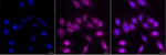 UCH37 Recombinant Rabbit Monoclonal Antibody (25GB4580)