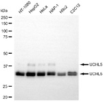 UCH37 Antibody in Western Blot (WB)