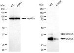 UCH37 Antibody in Western Blot (WB)