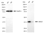 UBE2Z Antibody in Western Blot (WB)
