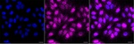 UBE2Z Antibody in Immunocytochemistry (ICC/IF)