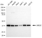 UBE2Z Antibody in Western Blot (WB)