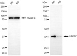 UBE2Z Antibody in Western Blot (WB)