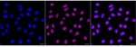 TCF7L2 Recombinant Rabbit Monoclonal Antibody (25GB3275)