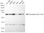TCF7L2 Antibody in Western Blot (WB)
