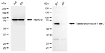 TCF7L2 Antibody in Western Blot (WB)