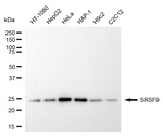SRSF9 Antibody in Western Blot (WB)