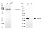 SRSF9 Antibody in Western Blot (WB)