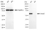 SMAD2 Antibody in Western Blot (WB)