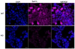 SEH1L Recombinant Rabbit Monoclonal Antibody (25GB4465)