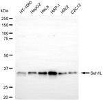 SEH1L Antibody in Western Blot (WB)