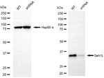 SEH1L Antibody in Western Blot (WB)