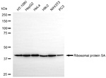 RPSA Antibody in Western Blot (WB)