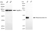 RPSA Antibody in Western Blot (WB)