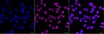 RBMX Recombinant Rabbit Monoclonal Antibody (25GB4075)
