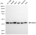 RBMX Antibody in Western Blot (WB)