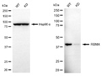 RBMX Antibody in Western Blot (WB)