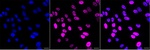 RbAp46 Monoclonal Antibody (24GB13975)