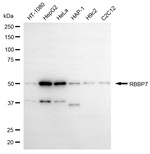 RbAp46 Antibody in Western Blot (WB)