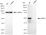 RbAp46 Antibody in Western Blot (WB)