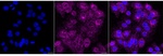 RAP1B Antibody in Immunocytochemistry (ICC/IF)