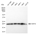 RAP1B Antibody in Western Blot (WB)