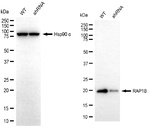RAP1B Antibody in Western Blot (WB)