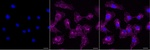 RALB Monoclonal Antibody (25GB4060)