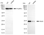 RALB Antibody in Western Blot (WB)