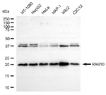 RAB10 Antibody in Western Blot (WB)