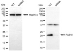 RAB10 Antibody in Western Blot (WB)