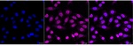PRDX2 Recombinant Rabbit Monoclonal Antibody (25GB3285)