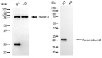 PRDX2 Antibody in Western Blot (WB)