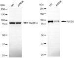 PLOD2 Antibody in Western Blot (WB)