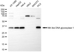 NTHL1 Antibody in Western Blot (WB)