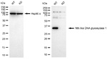 NTHL1 Antibody in Western Blot (WB)