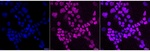 NTHL1 Recombinant Rabbit Monoclonal Antibody (24GB13700)