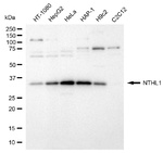 NTHL1 Antibody in Western Blot (WB)