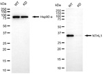 NTHL1 Antibody in Western Blot (WB)