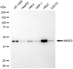 NR2F2 Antibody in Western Blot (WB)