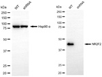 NR2F2 Antibody in Western Blot (WB)