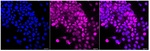Nkx2.1 Recombinant Rabbit Monoclonal Antibody (25GB645)