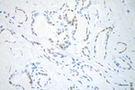 Nkx2.1 Antibody in Immunohistochemistry (Paraffin) (IHC (P))