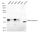 Nkx2.1 Antibody in Western Blot (WB)