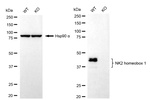 Nkx2.1 Antibody in Western Blot (WB)
